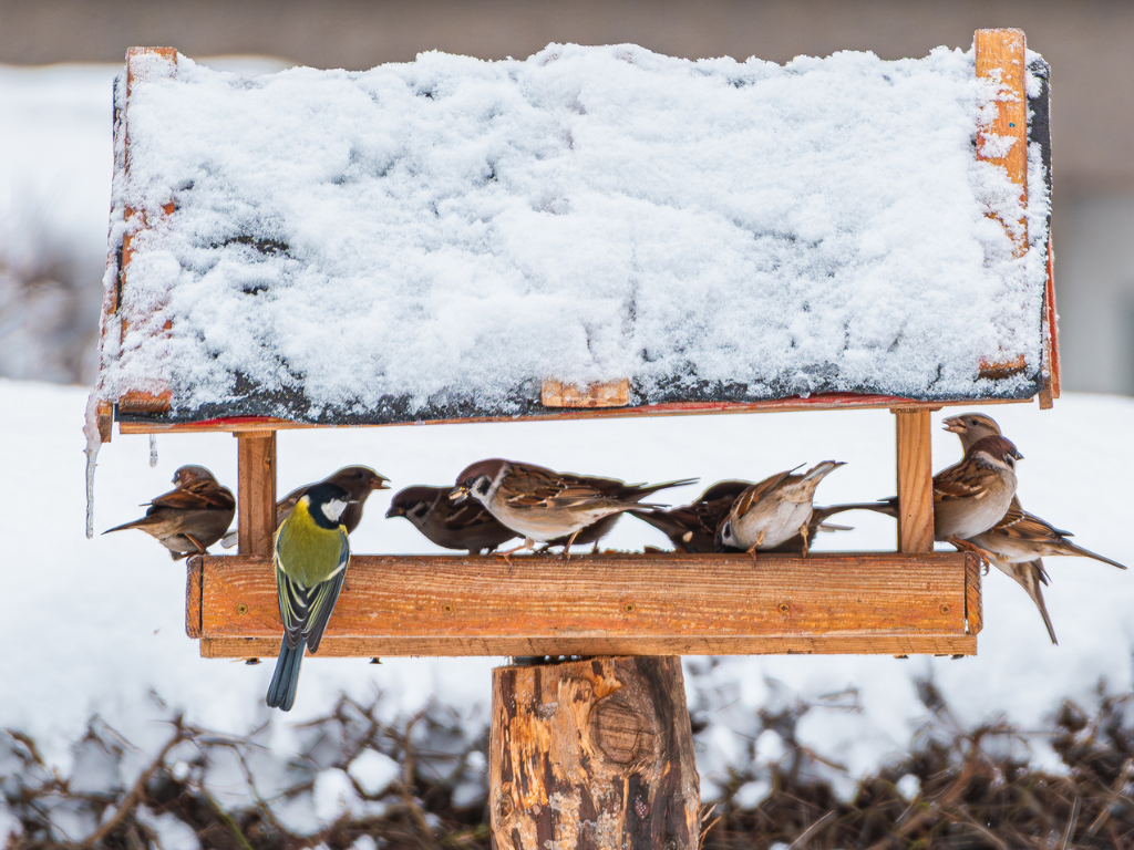 Fotografia przedstawia ptaki w karmniku.