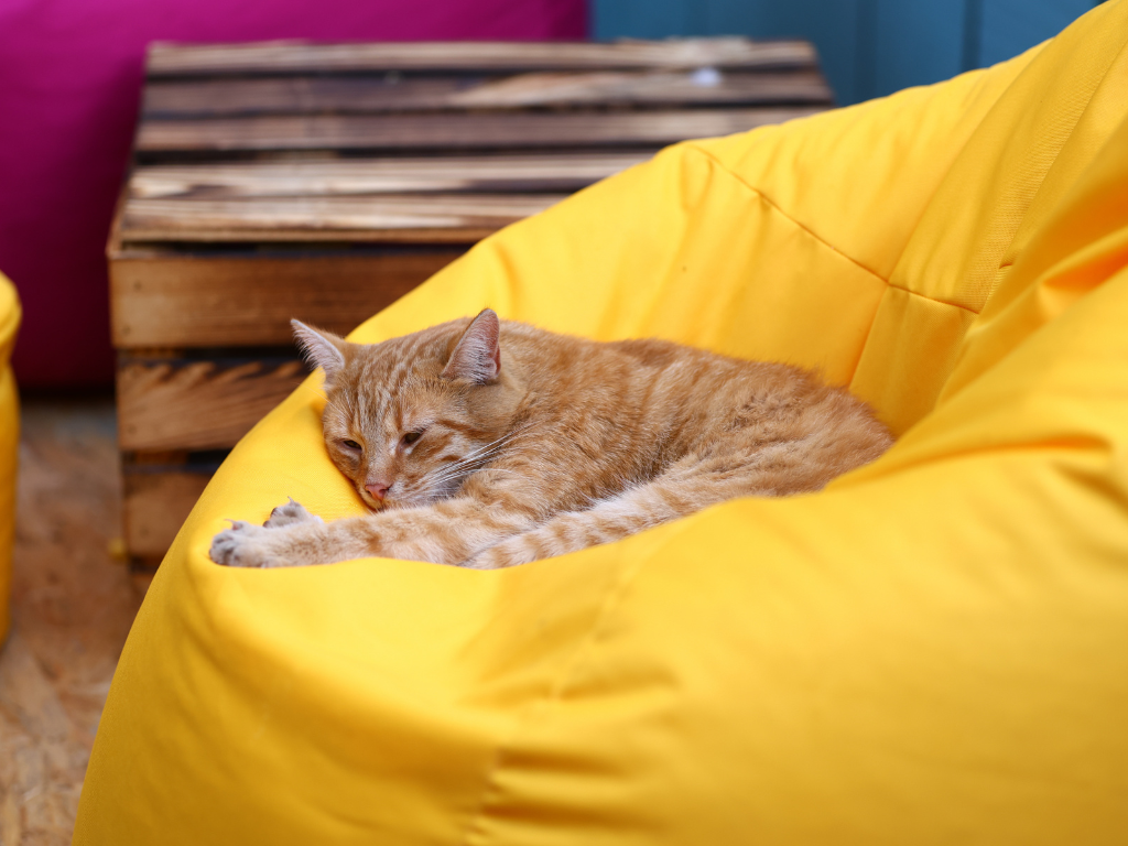 Fotografia przedstawia kota wolnożyjącego. 